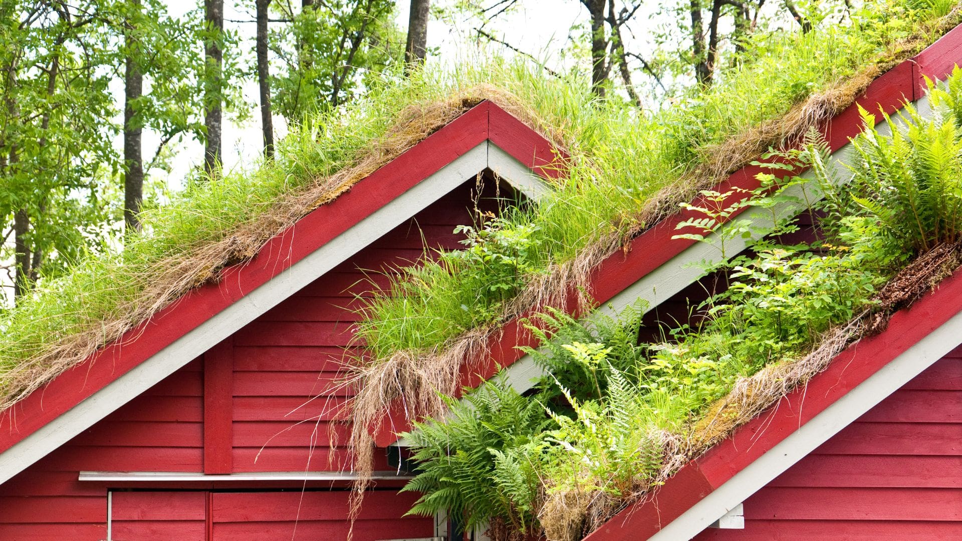 The wooden shed features a green roof with grasses and small plants, bordered by red trim. Background trees add natural, rustic charm.