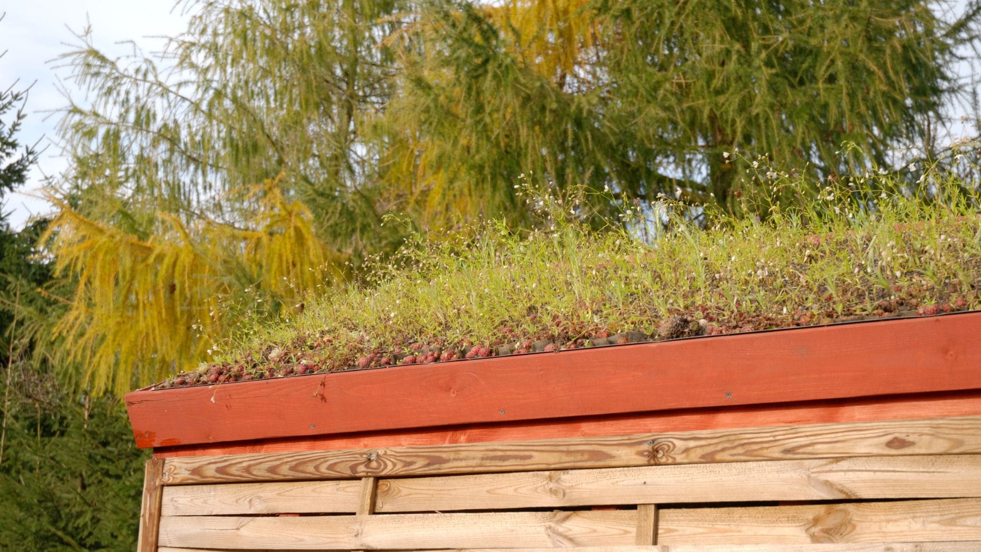 A green roof on a wooden shed covered with grass and flowers. Autumn trees are in the background, creating a harmonious natural setting.