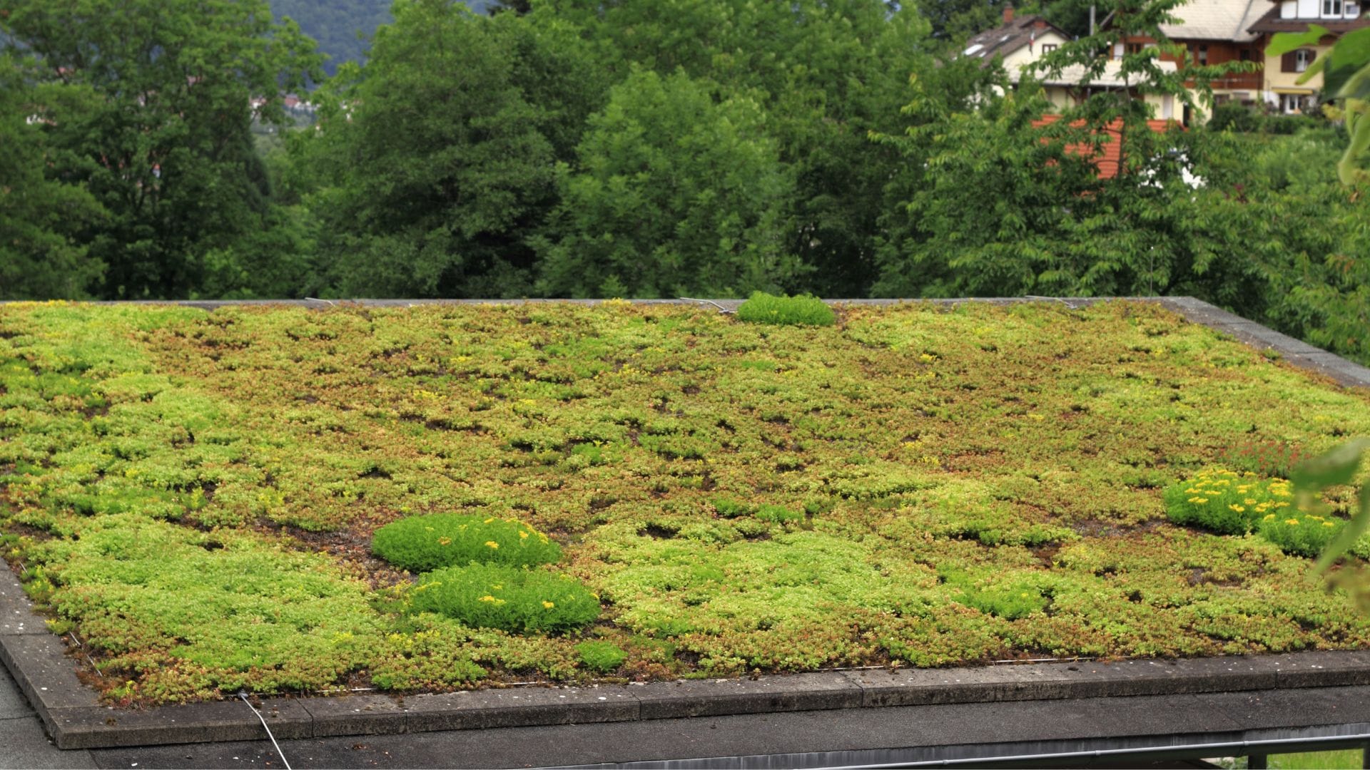 A sustainable green roof covered in dense vegetation, including patches of flowering plants, set against a lush green landscape.